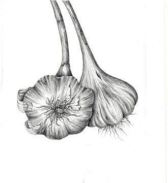 330x360 garlic ii drawing - Garlic Drawing