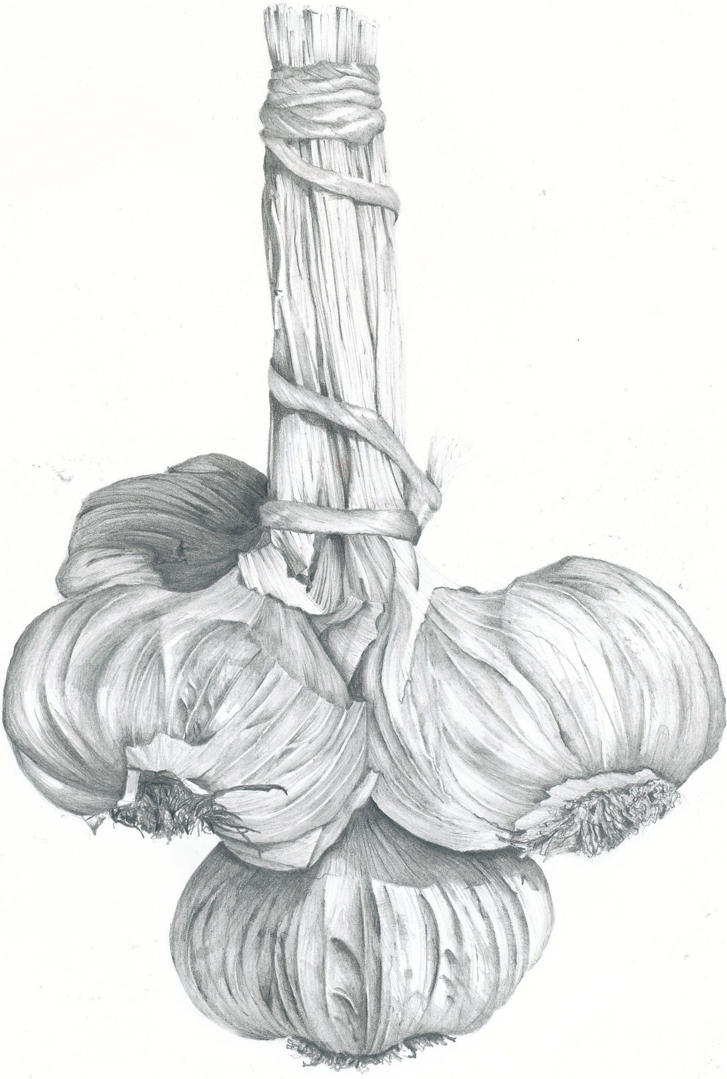 1436x2132 garlic bulbs - Garlic Drawing
