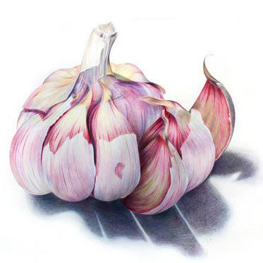 373x373 garlic drawing - Garlic Drawing