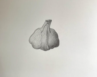 340x270 garlic drawing etsy - Garlic Drawing