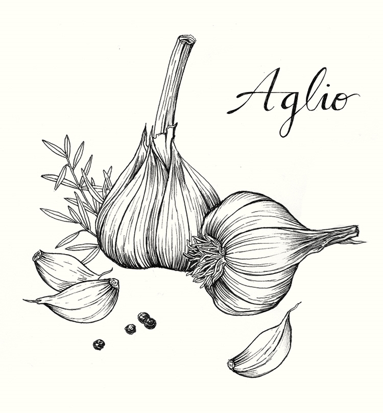 Garlic Drawing at PaintingValley.com | Explore collection of Garlic Drawing