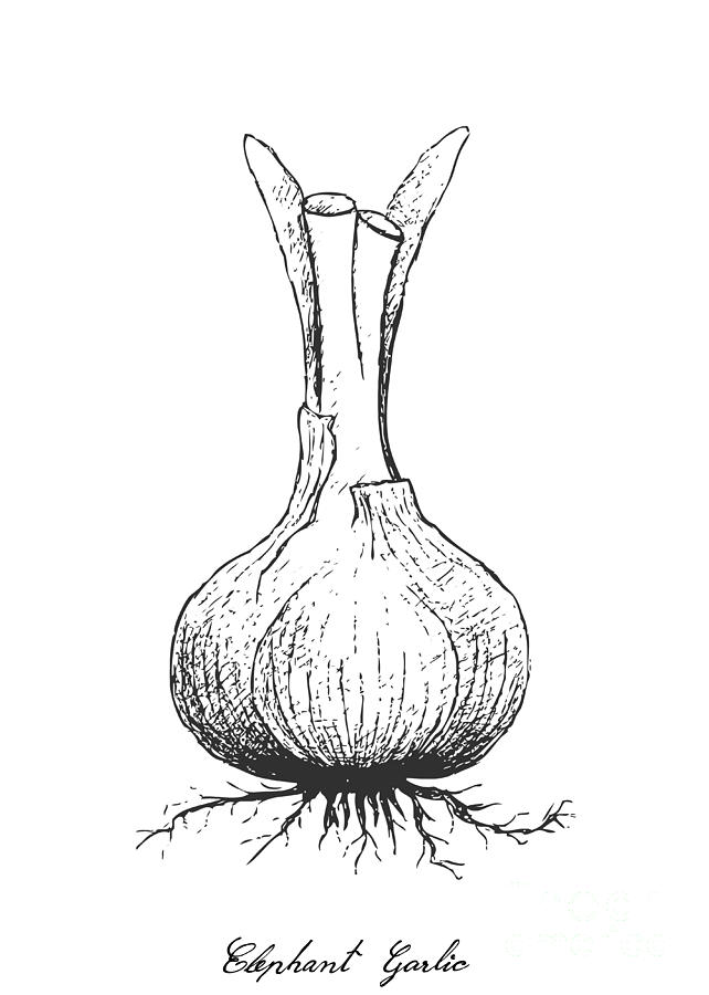 642x900 hand drawn of elephant garlic on white background drawing - Garlic Drawing