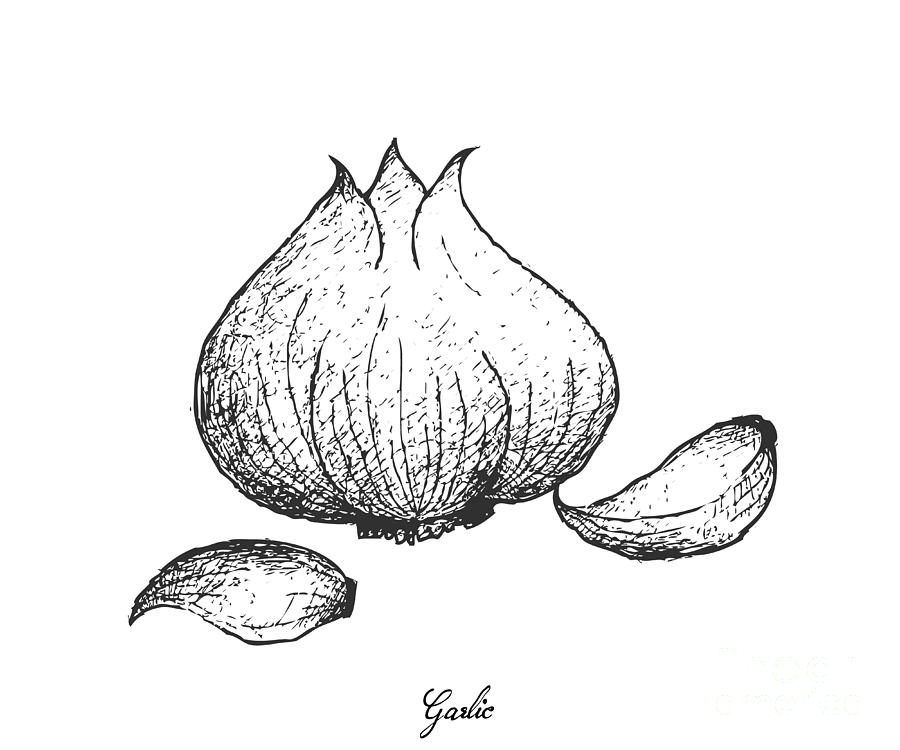 Garlic Drawing at Explore collection of Garlic Drawing