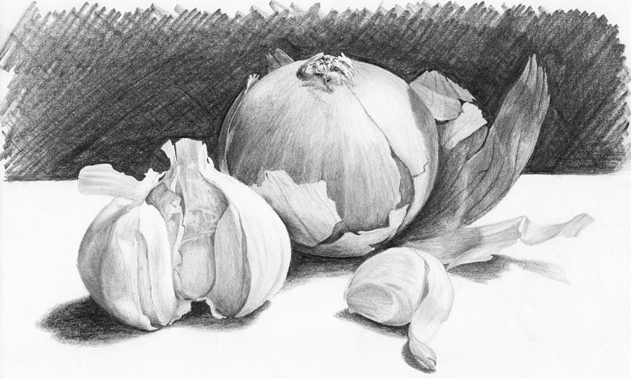 900x541 onion and garlic still life drawing - Garlic Drawing