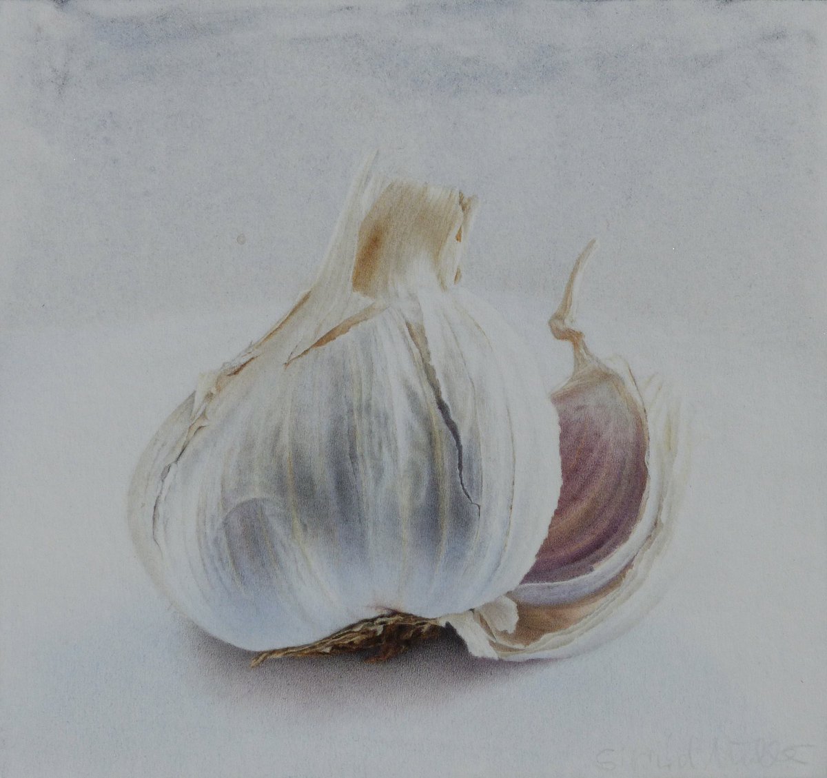1200x1129 sigrid muller on twitter garlic, drawing with pencil crayon - Garlic Drawing