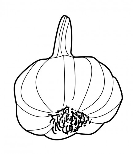 432x500 why garlic is good for you pickles of wisdom - Garlic Drawing