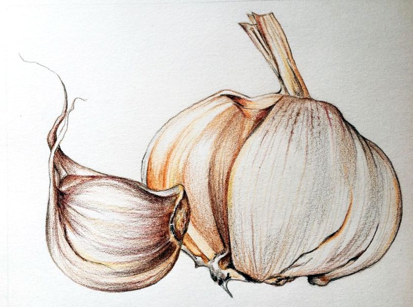 814x605 garlic, illustration, chesnok, illiustratciia, knoblauch, drawing - Garlic Drawing