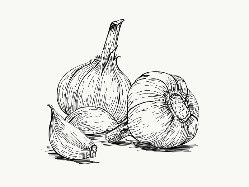 Garlic Drawing at Explore collection of Garlic Drawing