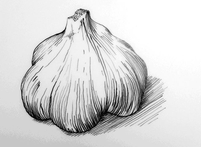 655x480 garlic drawing - Garlic Drawing
