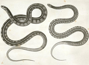 300x219 garter drawings fine art america - Garter Drawing