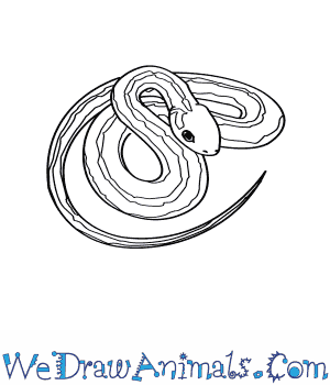 300x350 how to draw a common garter snake - Garter Drawing
