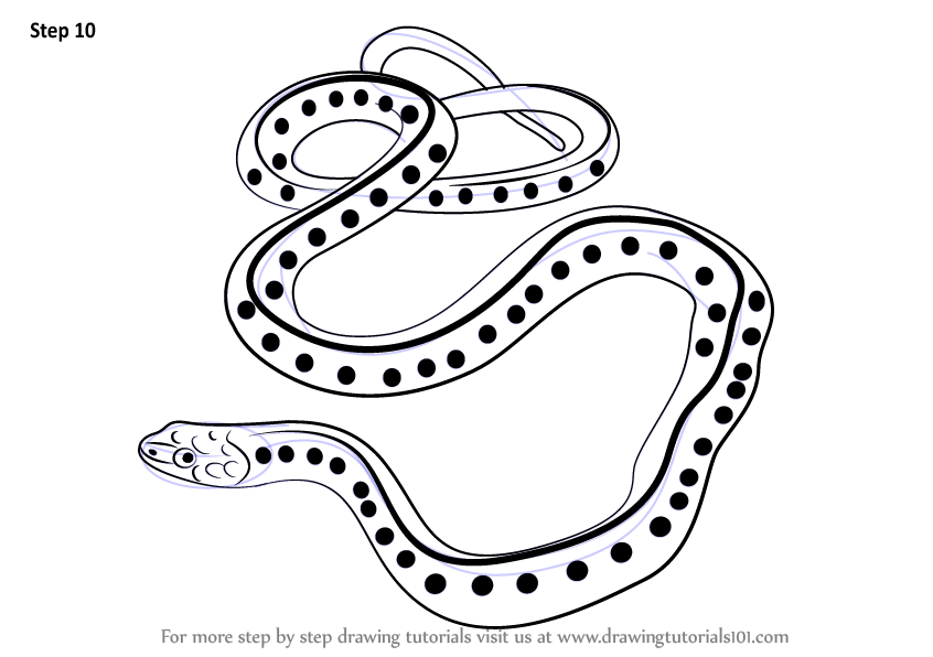 846x596 learn how to draw a common garter snake - Garter Drawing