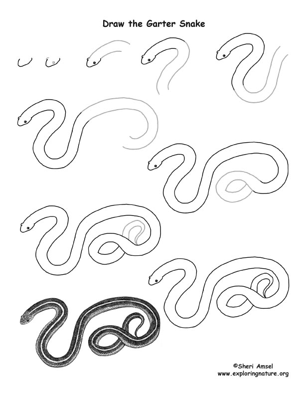 612x792 snake - Garter Drawing