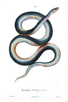 Garter Snake Drawing