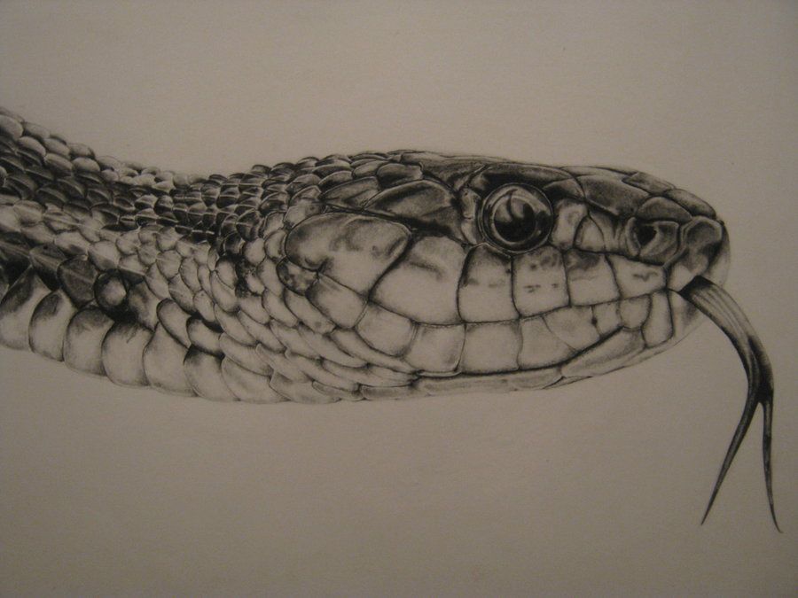 900x675 Garter Snake - Garter Snake Drawing