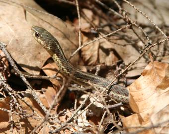 340x270 Garter Snake Drawing Etsy - Garter Snake Drawing
