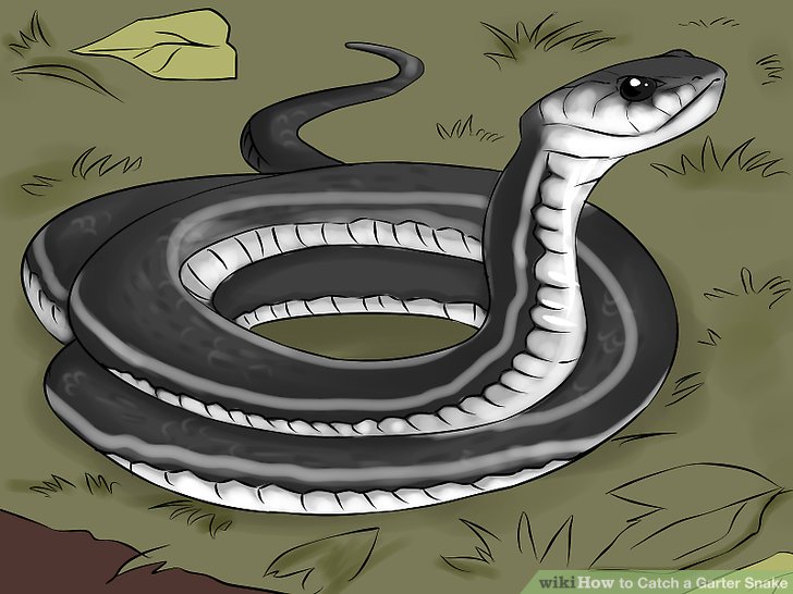 728x546 How To Catch A Garter Snake - Garter Snake Drawing