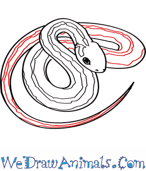 300x350 How To Draw A Common Garter Snake - Garter Snake Drawing