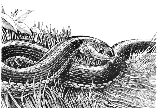 600x410 Photo Common Garter Snake, Thamnophis Sirtalis - Garter Snake Drawing