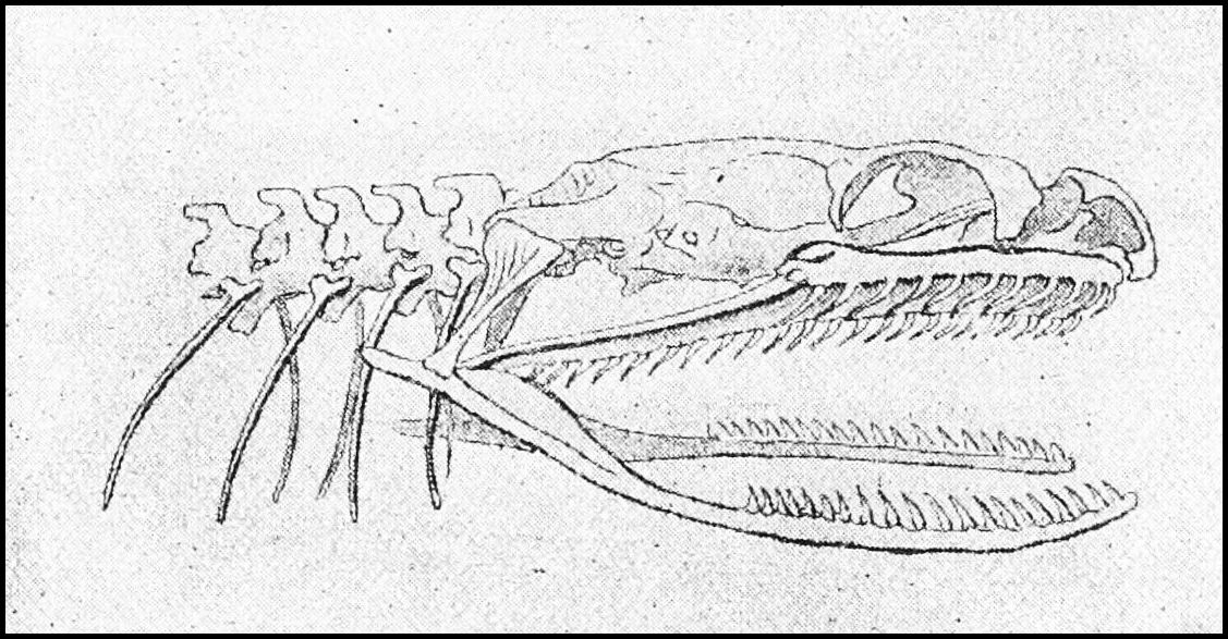 1127x587 Popular Science Monthlyvolume - Garter Snake Drawing