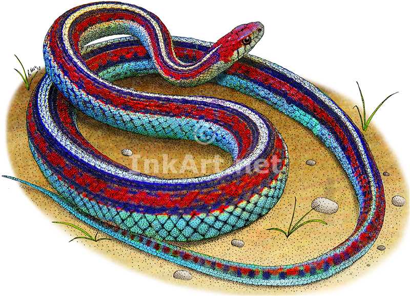 800x577 San Francisco Garter Snake Stock Art Illustration - Garter Snake Drawing