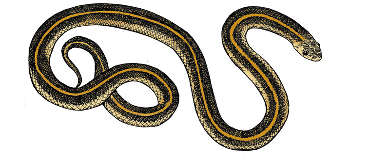 755x328 Snake - Garter Snake Drawing