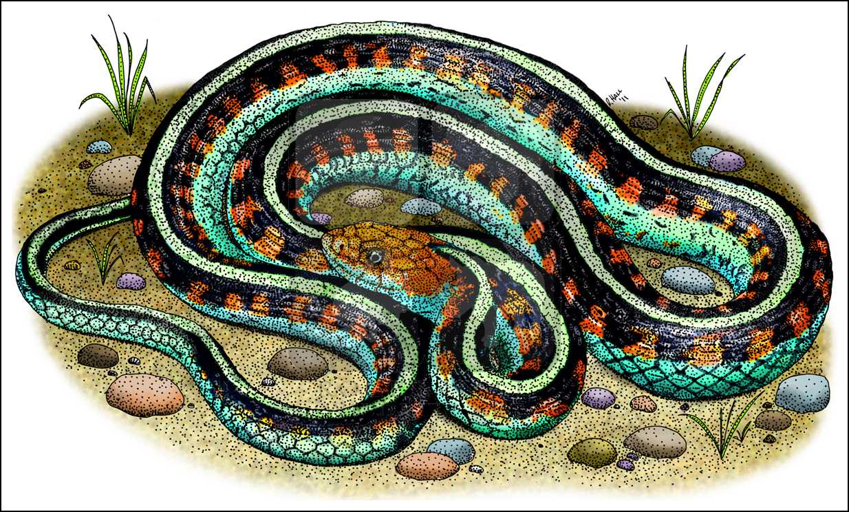 1234x744 California Red Sided Garter Snake - Garter Snake Drawing
