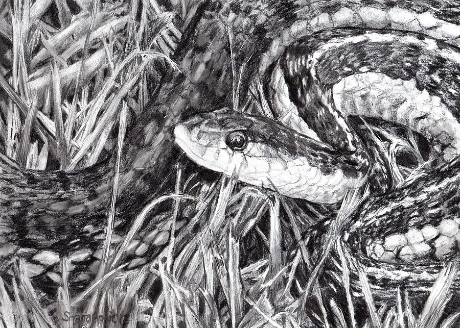 900x643 Snake In The Grass Drawing - Garter Snake Drawing