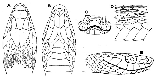 Схема змей. Змеиная голова сбоку. Резьба по дереву чешуя змеи. Голова змеи спереди. Голова змеи вид спереди.