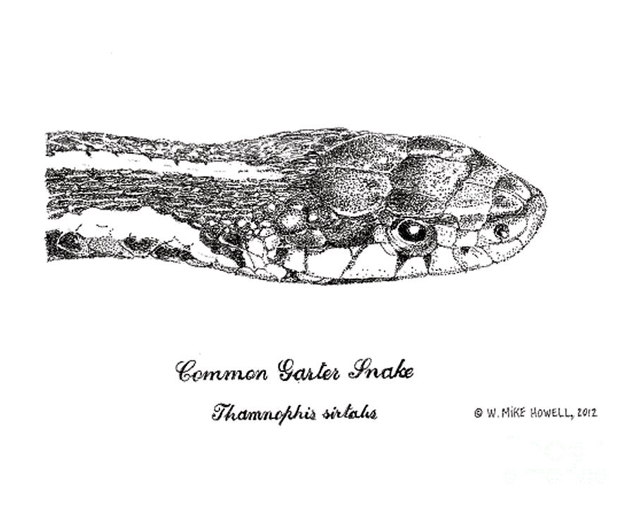 900x720 Common Garter Snake Drawing - Garter Snake Drawing