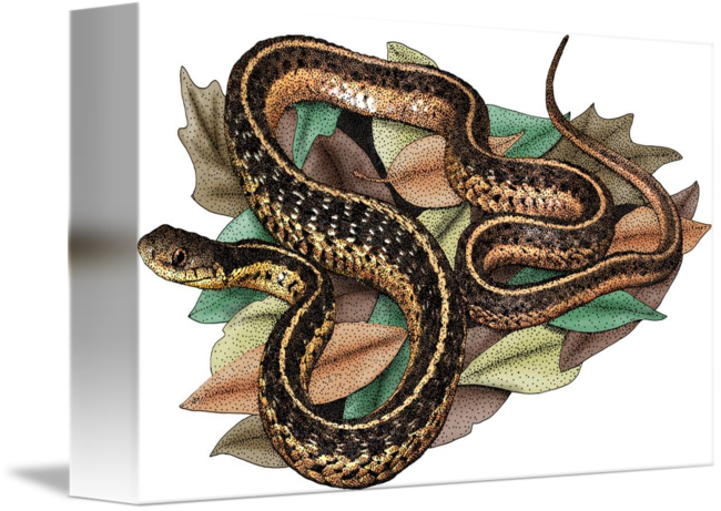 650x461 Eastern Garter Snake - Garter Snake Drawing