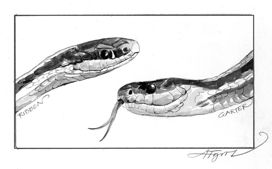 886x553 Eastern Ribbon Snake Sightings The Outside Story - Garter Snake Drawing