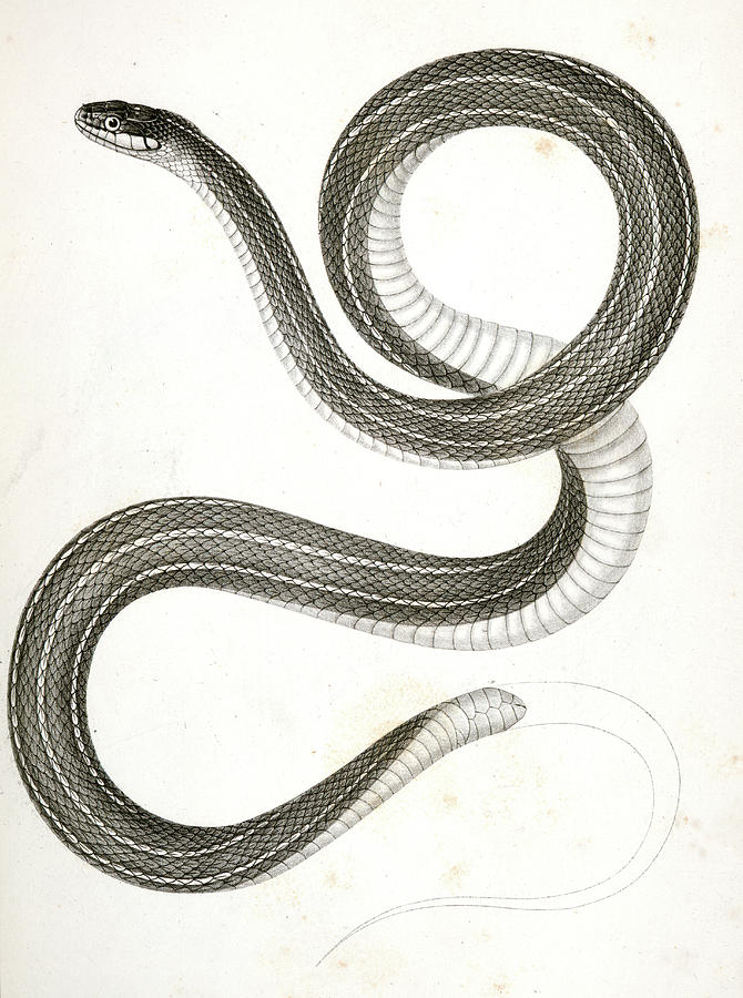 Garter paintings search result at