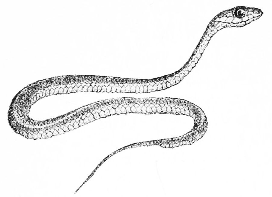 902x653 Filepsm One Day Old Garter Snake - Garter Snake Drawing