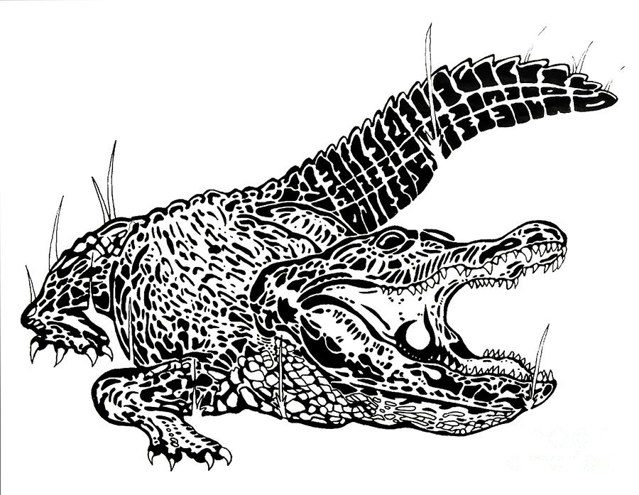 Gator Drawing at Explore collection of Gator Drawing