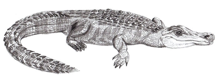 700x251 how to draw an alligator - Gator Drawing