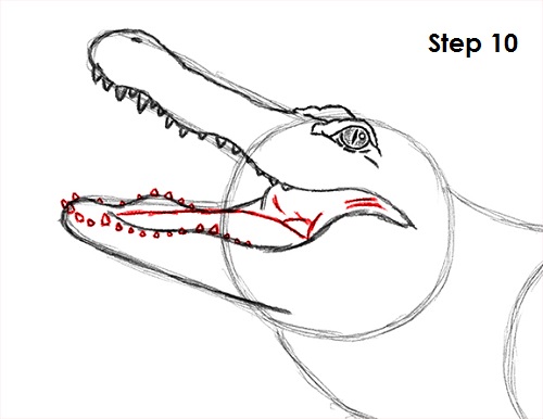 500x386 how to draw an alligator - Gator Drawing