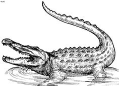 236x172 images for gt alligator drawing outline icons - Gator Drawing