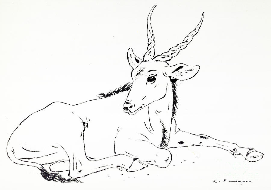 900x630 gazelle drawing - Gazelle Drawing