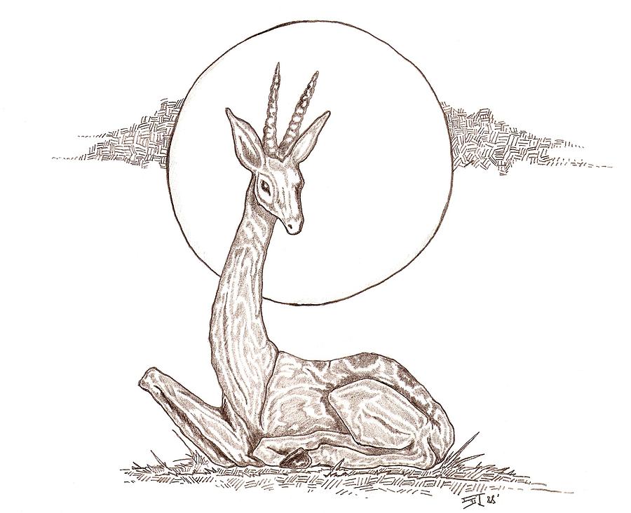 900x732 gazelle drawing - Gazelle Drawing