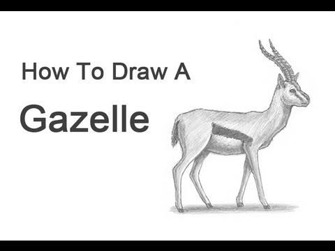 480x360 how to draw a gazelle - Gazelle Drawing