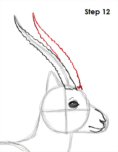 386x500 how to draw a gazelle - Gazelle Drawing