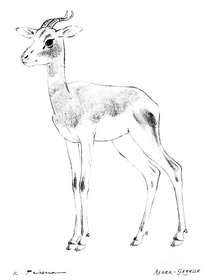 668x900 mhorr gazelle - Gazelle Drawing