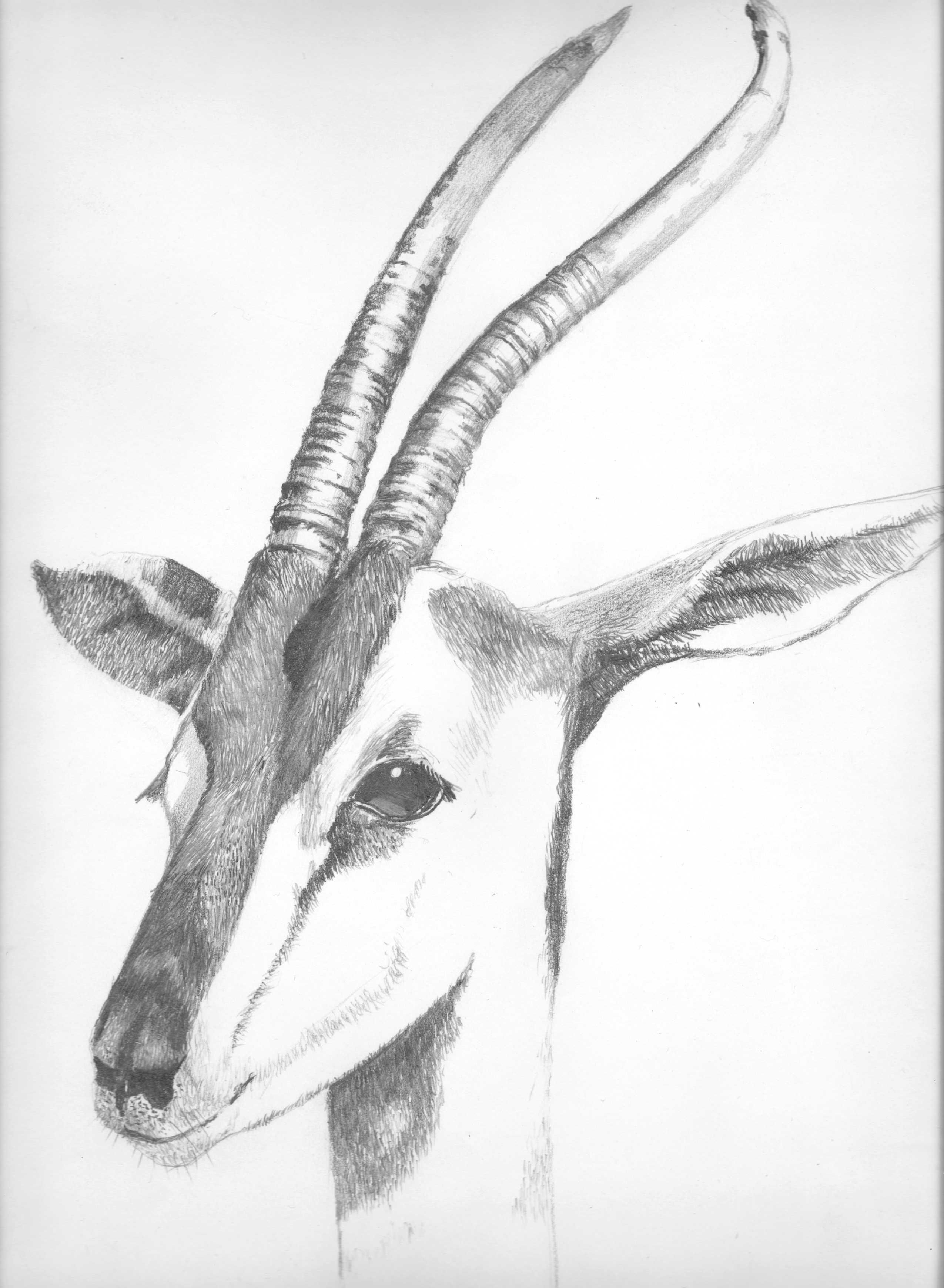 2550x3480 pencil drawing of a gazelle i photographed at the san diego zoo - Gazelle Drawing