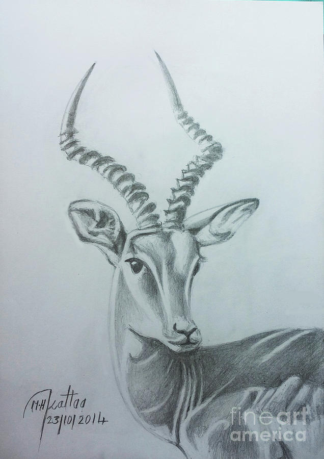 636x900 the gazelle drawing - Gazelle Drawing