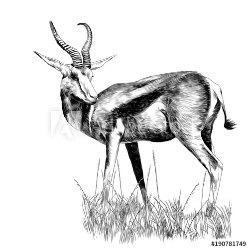 500x500 a gazelle stands in the dry grass sketch vector graphics - Gazelle Drawing