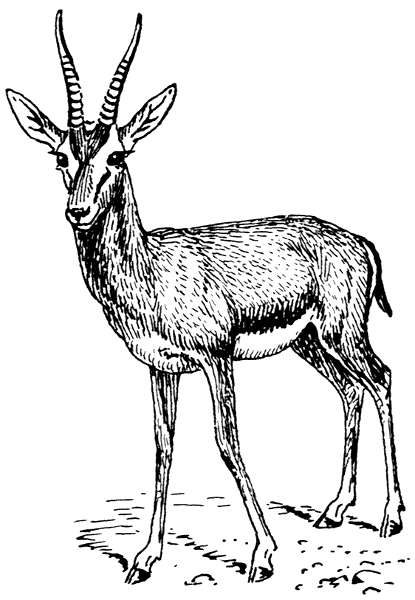 415x600 gazelle drawing - Gazelle Drawing