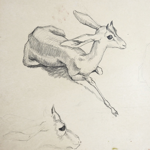 640x640 consigned vintage gazelle pencil study drawing - Gazelle Drawing