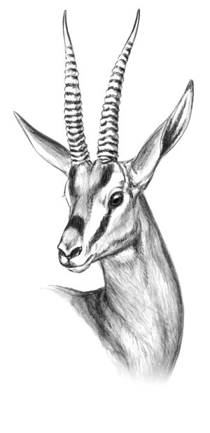 300x617 cuvier's gazelle - Gazelle Drawing