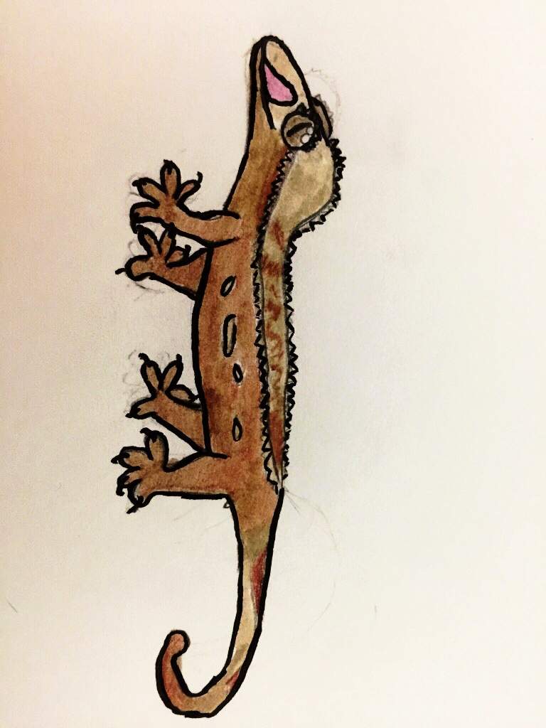 768x1024 Gecko Drawing Reptiles Amino - Gecko Drawing